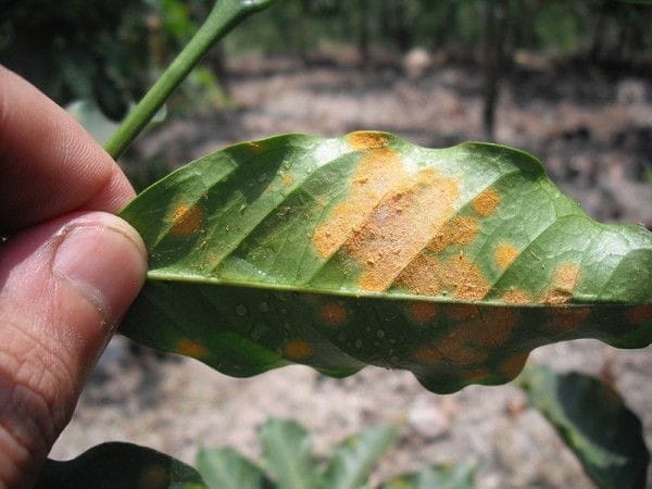 Gambar Leaf rust2